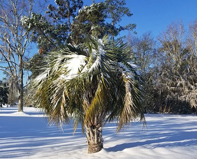 COUVERTURE DE PROTECTION hiver pour palmiers gardez votre pour
