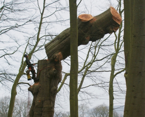 abattage arbre toulouse