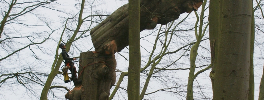 abattage arbre toulouse